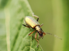 Chrysanthia geniculata