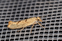 Ypsolopha alpella