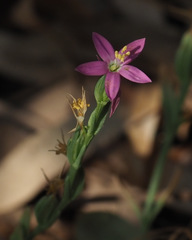 Schenkia spicata