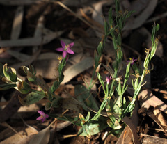 Schenkia spicata