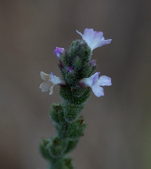 Verbena officinalis