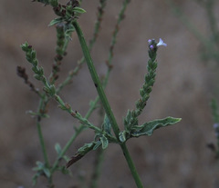 Verbena officinalis