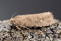 Epiblema grandaevana