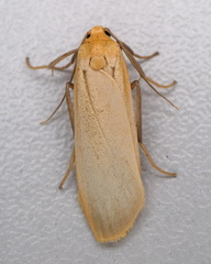 Eilema depressa
