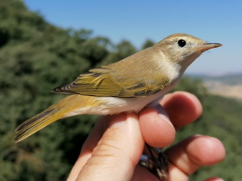 Pouillot de Bonelli, jeune