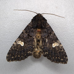 Melanchra persicariae