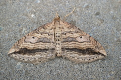 Orthonama vittata