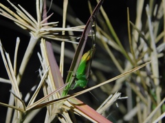 Conocephalus cinereus