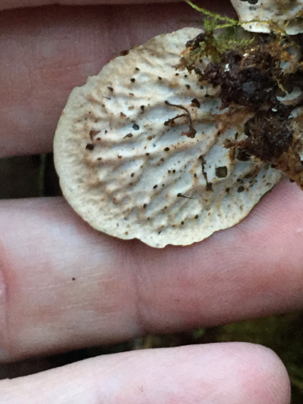 Peltigera image