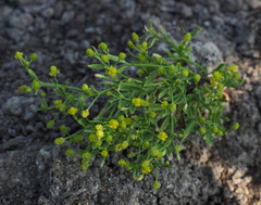 Ranunculus sceleratus