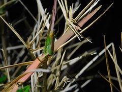 Conocephalus cinereus