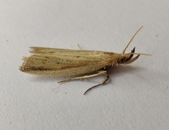 Hypsotropa unipunctella