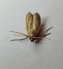 Hypsotropa unipunctella