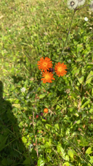 Pilosella aurantiaca