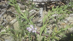 Cakile edentula edentula