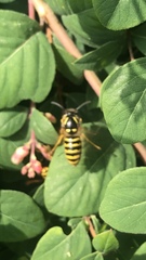 Dolichovespula sylvestris