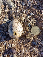 Burhinus oedicnemus