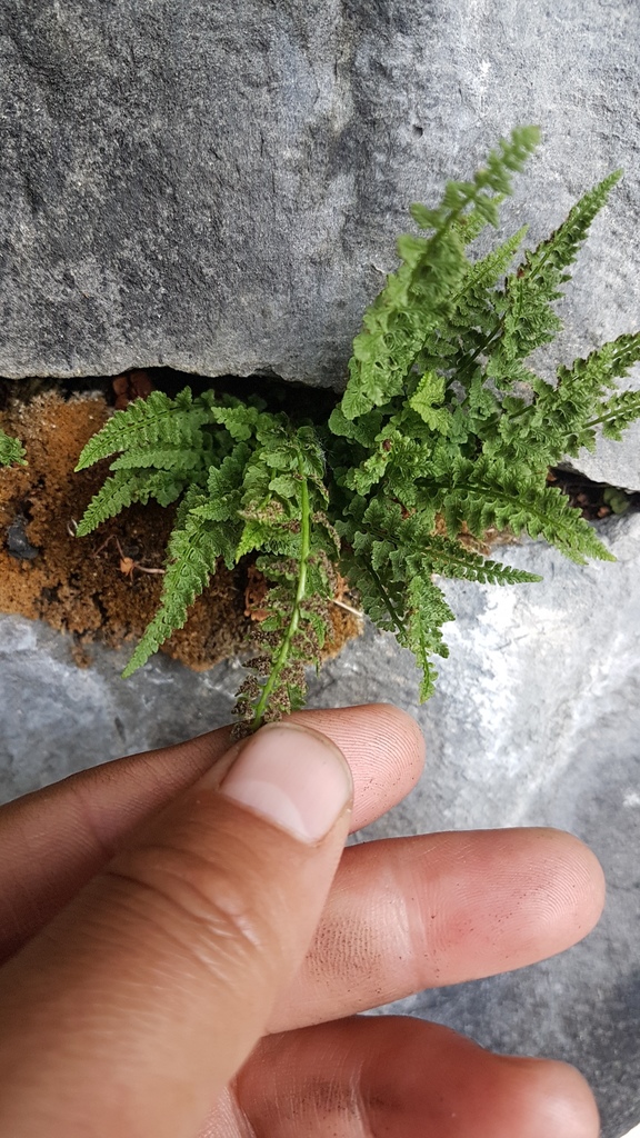 Woodsia asiatica