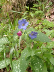 Pulmonaria saccharata