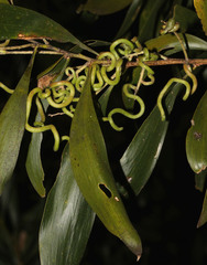 Acacia maidenii
