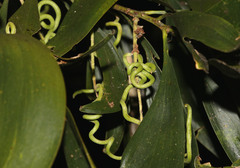 Acacia maidenii