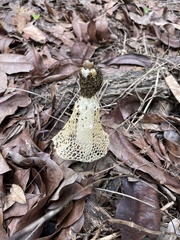 Phallus lutescens
