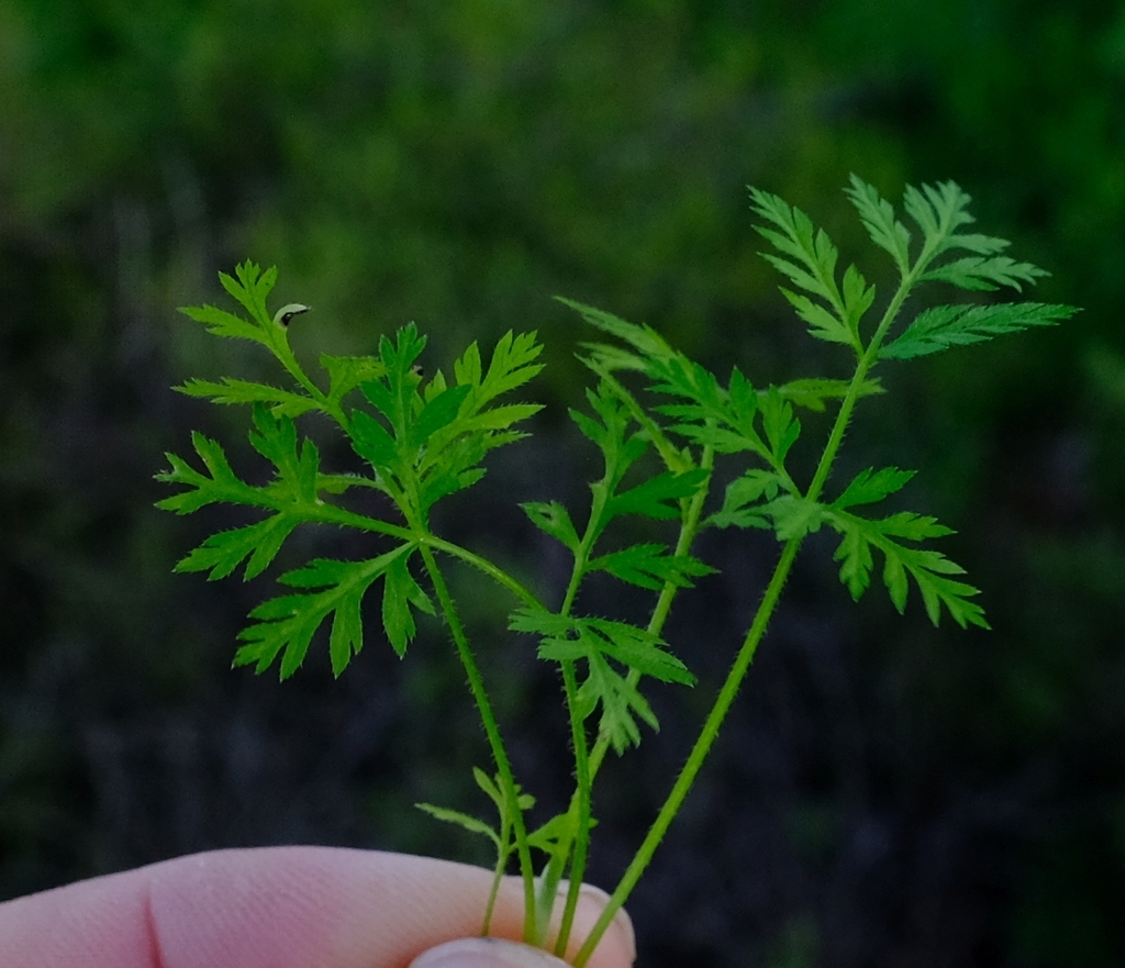 Scaraboides manningii