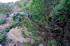 Eriospermum eriophorum