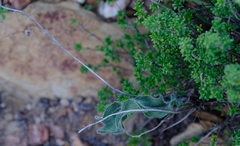 Eriospermum eriophorum