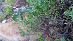 Eriospermum eriophorum