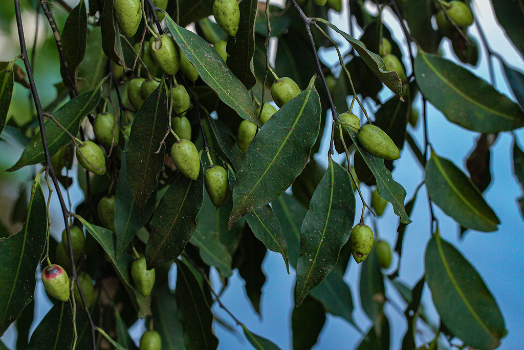 Scytopetalum