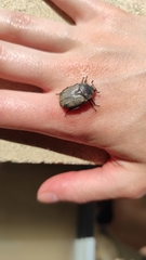 Protaetia morio