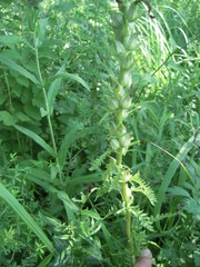 Pedicularis uralensis