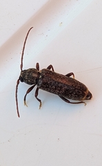 Trichoferus griseus