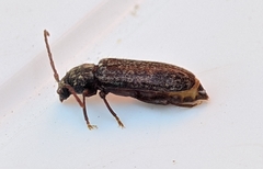 Trichoferus griseus