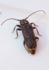 Trichoferus griseus