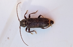 Trichoferus griseus