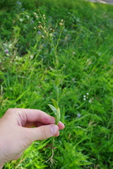 Camelina microcarpa