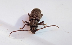 Trichoferus griseus