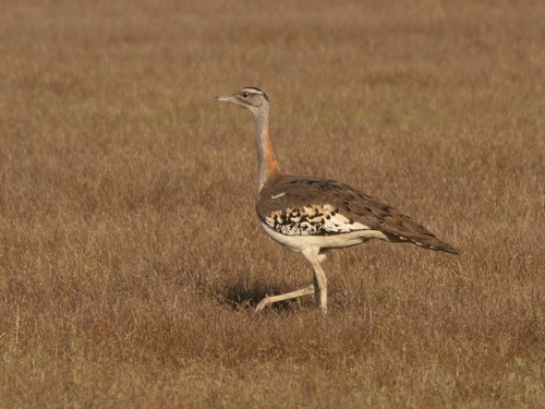 Bustards, Hemipodes, and Sandgrouse. Birds of Dry Places. by