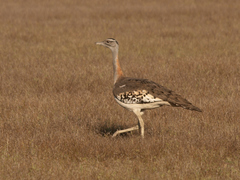 Neotis denhami jacksoni