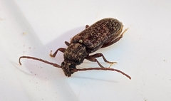 Trichoferus griseus
