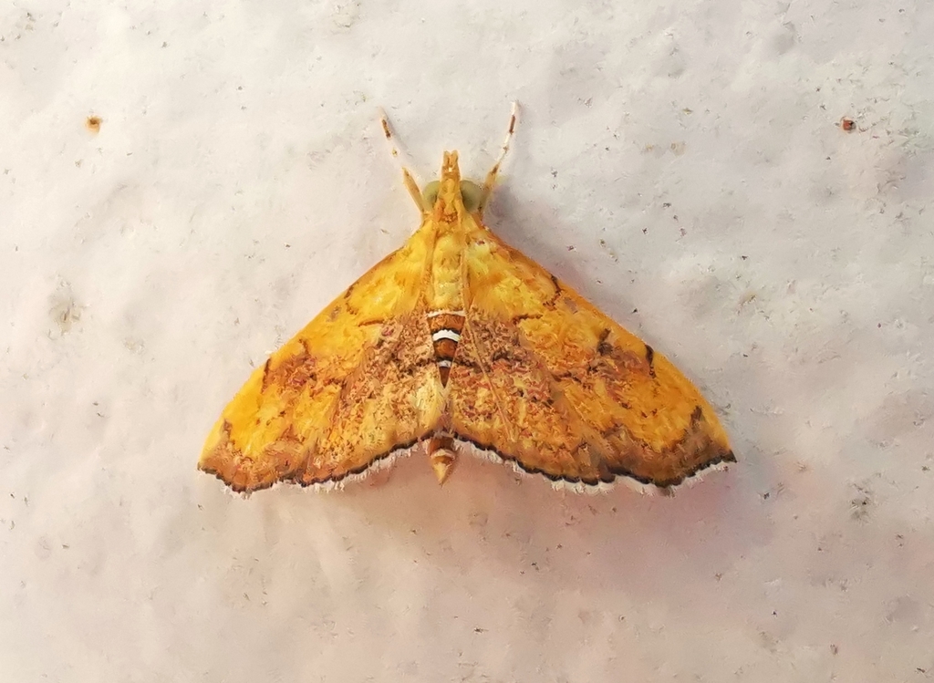 Hyalobathra micralis