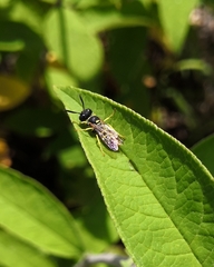 Philanthus triangulum