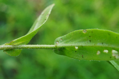 Camelina microcarpa