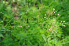 Camelina microcarpa