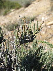 Anabasis articulata