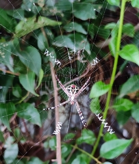 Argiope aemula