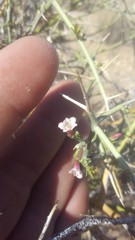 Menodora spinescens mohavensis