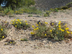 Helianthemum motae